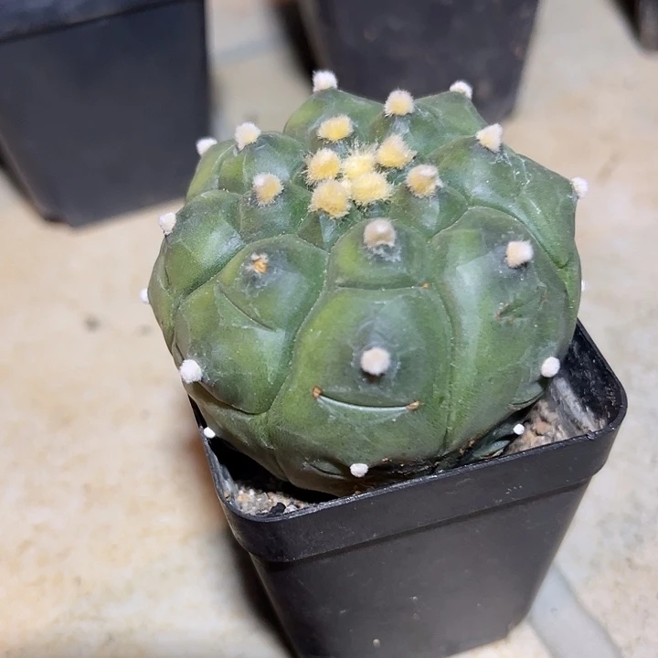 无花朵实生龟甲兜一物一拍