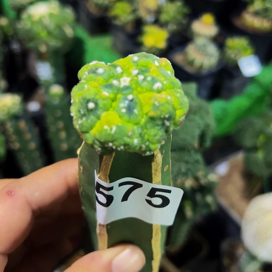 无花朵福利悟空兜575