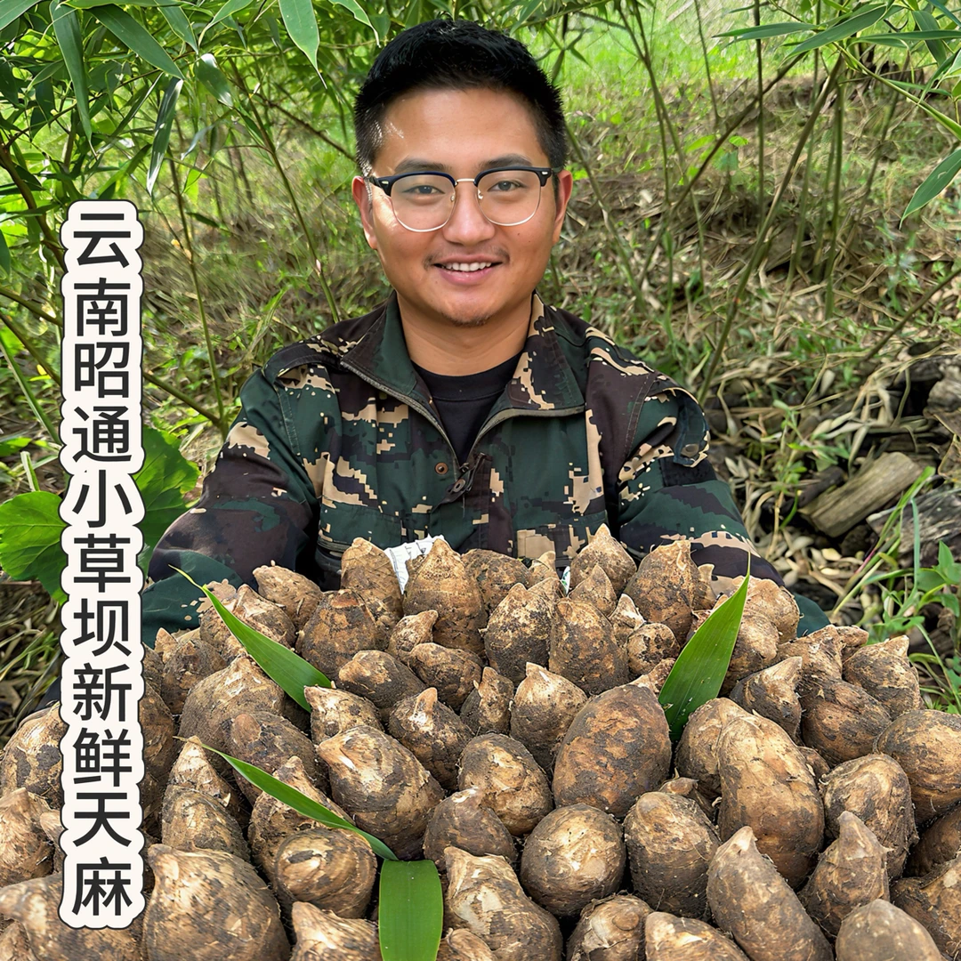 罗黑黑山货【新鲜天麻中果】昭通天麻小草坝新鲜采挖野外林下生长