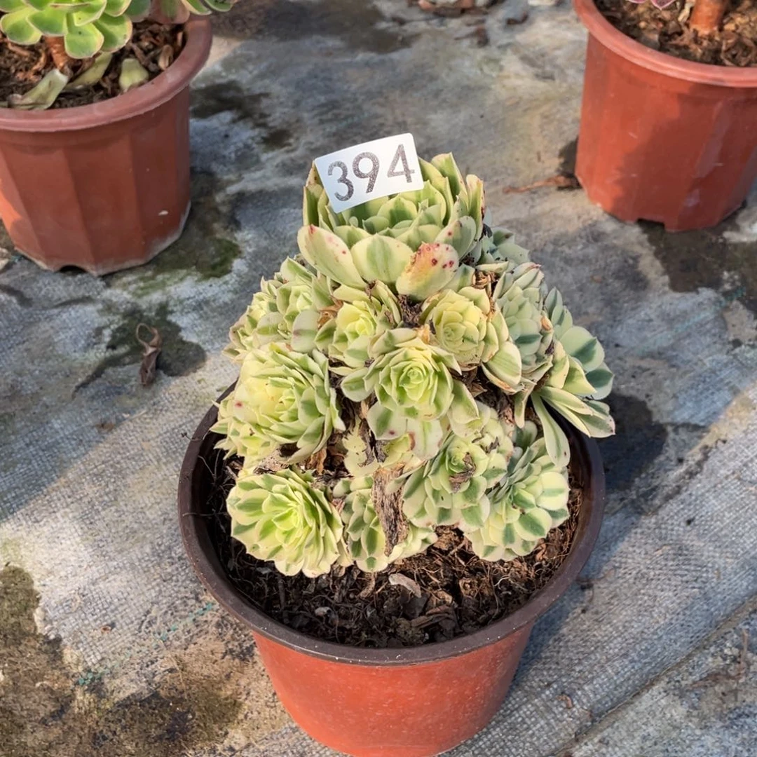迈巴赫多肉植物法师