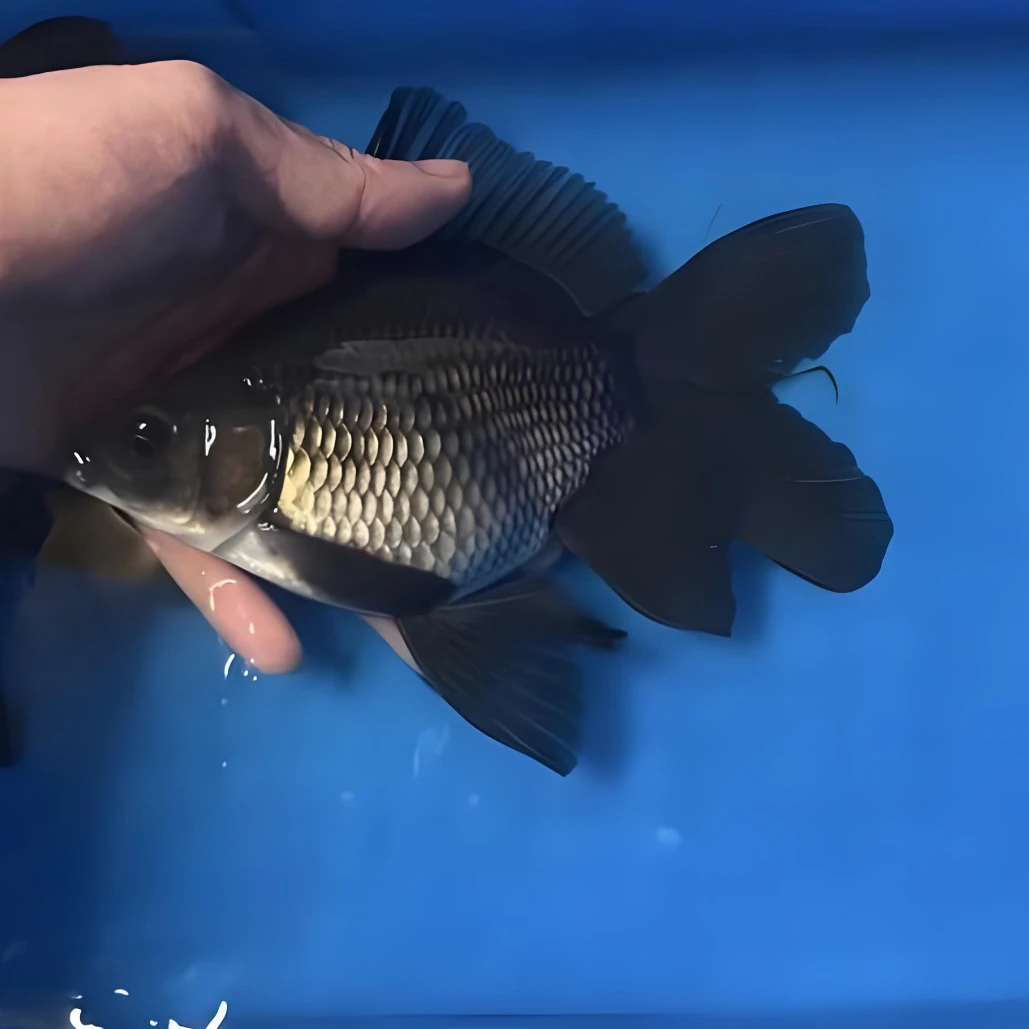 精选黑色短身墨蝶蝴蝶鲤冷水观赏鱼好养耐活包邮