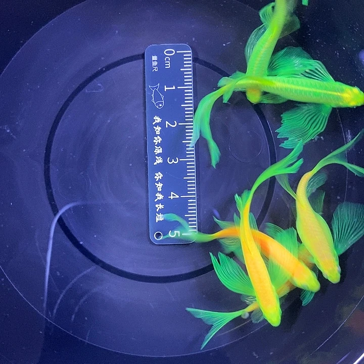 斑马鱼蝶翼斑马4厘米6条