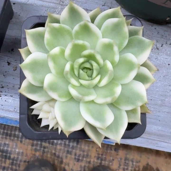 灵魂一物一拍好看