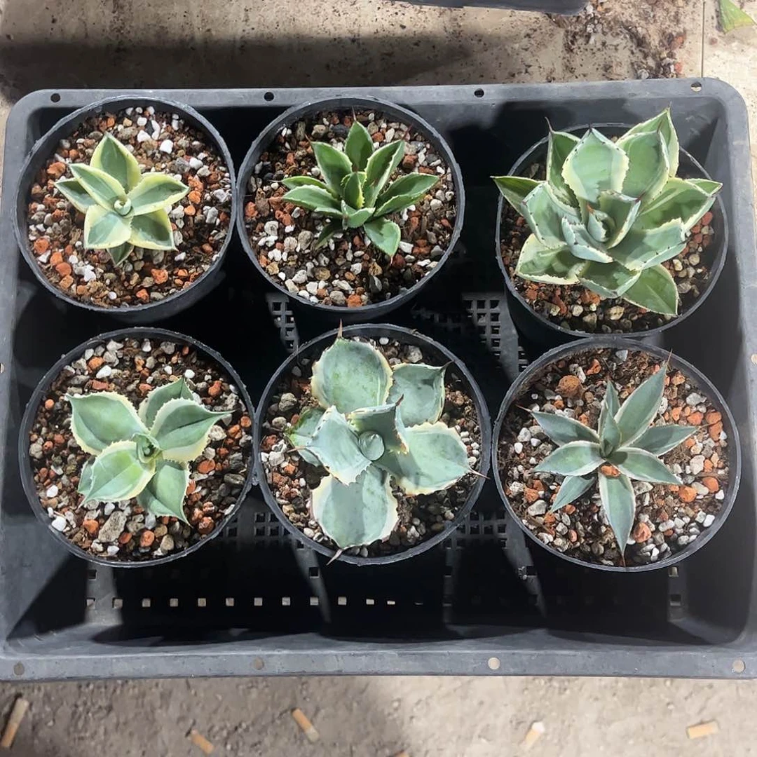 新手福利套餐6个一组