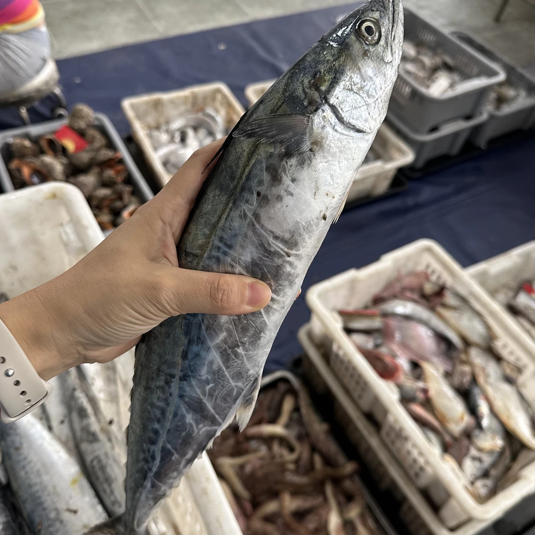 大连当地新鲜鲅鱼中鲅燕鲅鱼顺丰包邮