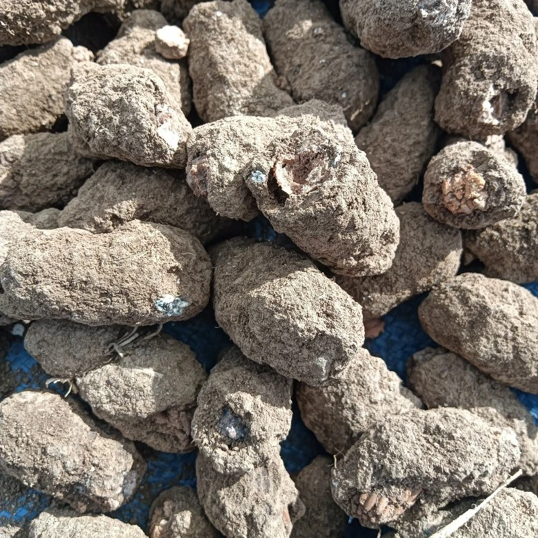 蚂蚱卵山东本土中华棉蝗蹬倒山