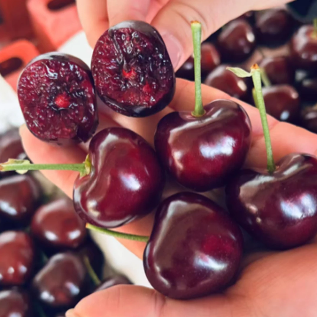 【顺丰速发】大连美早樱桃4J6J8J 精美塑料小红礼盒装 （净重1.6-1.8斤）新鲜水果美早