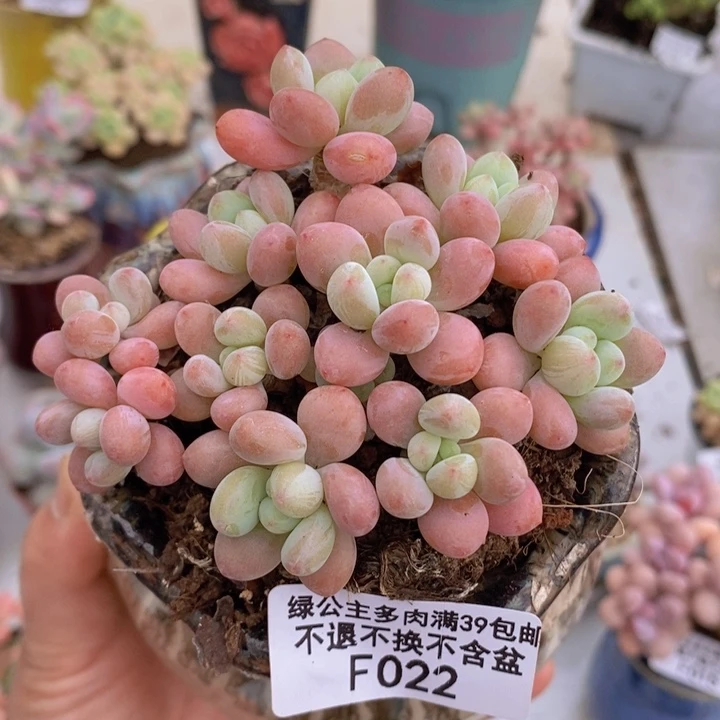 鱼子酱老桩8cm022多肉植物