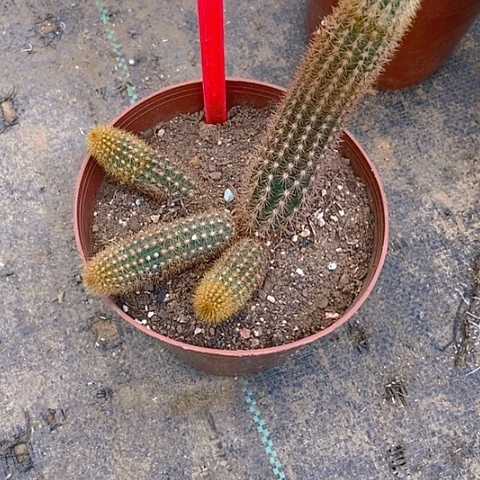 月***晴仙人掌金妞紫水晶一93