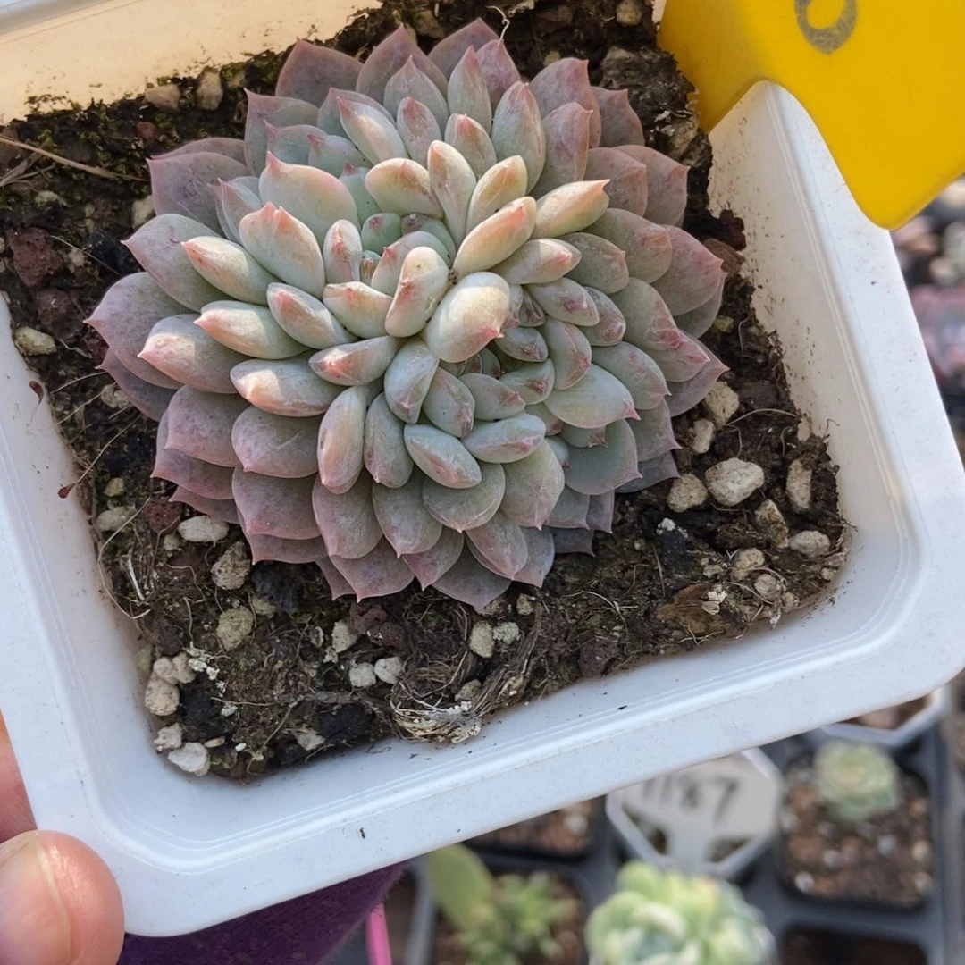 616冰魄朵朵多肉植物
