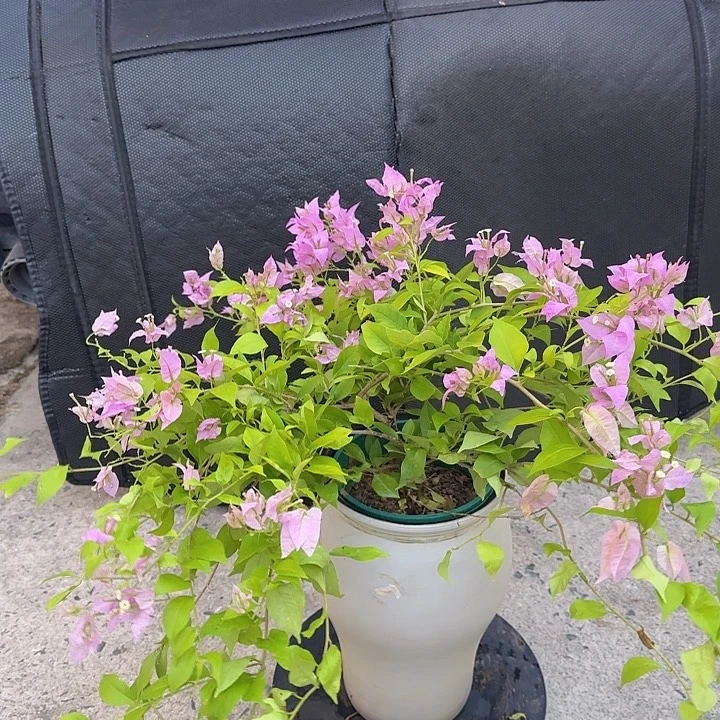 完全开放三角梅一物一拍链接