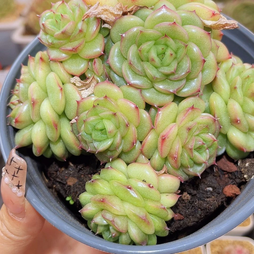 310y-11母本哈哈哈哈哈