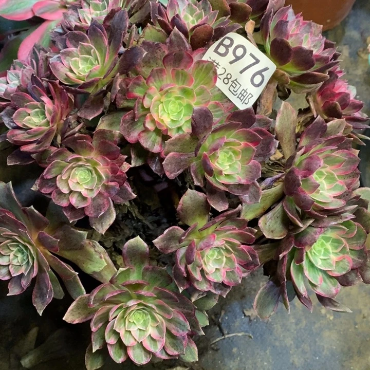 万花筒多肉断头不包976