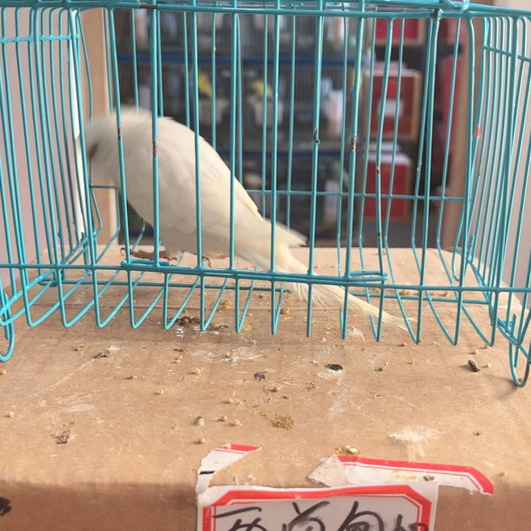 虎皮鹦鹉我的小姐姐