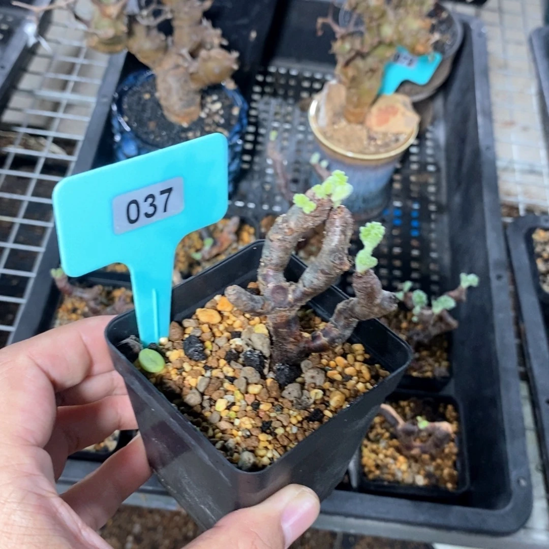 枝干洋奎多肉植物
