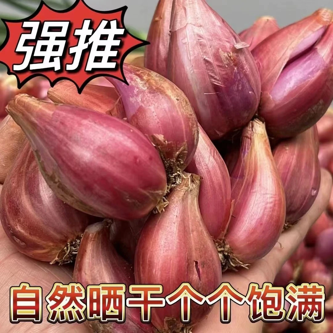 可种可食正宗红葱头新鲜小香葱熬葱油特香易种植