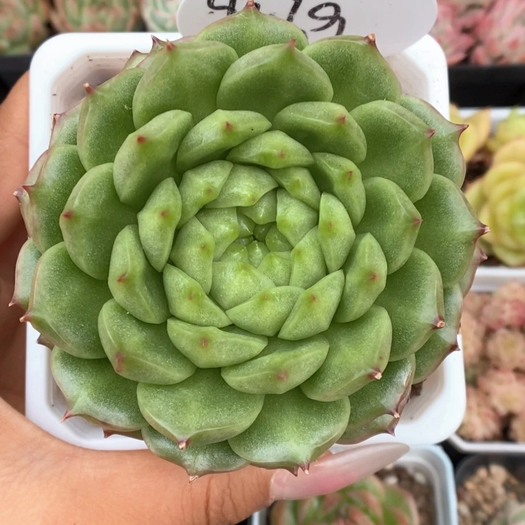 灯泡珍妮可拍9569号。