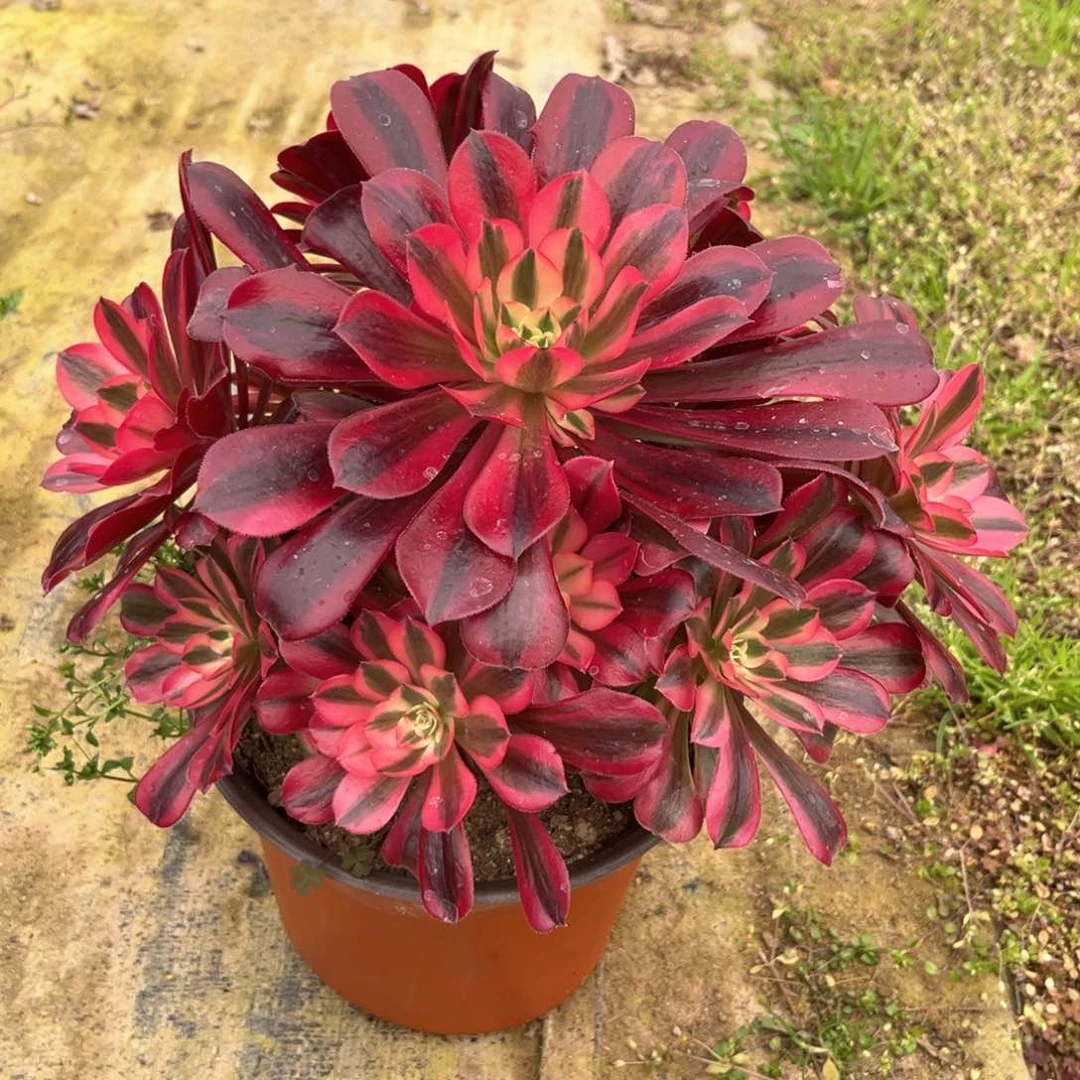 花多肉植物美杜莎051