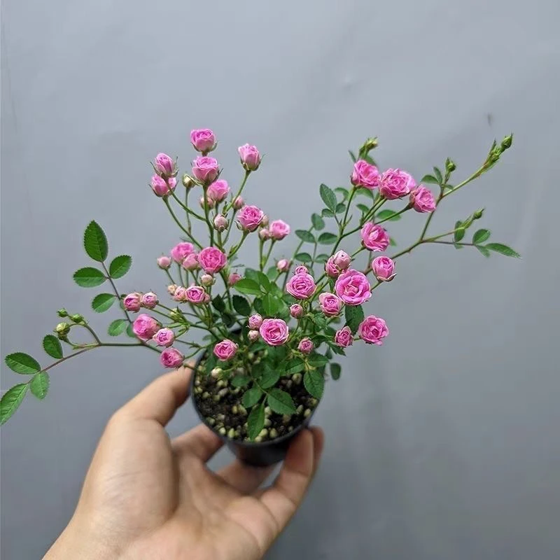 带花苞四季开花迷你须惠姬月季室内桌面花卉盆栽绿植