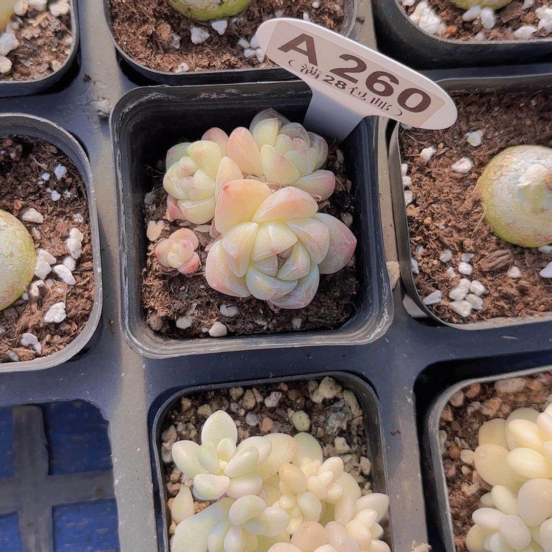 A260白底冰玉一物一拍