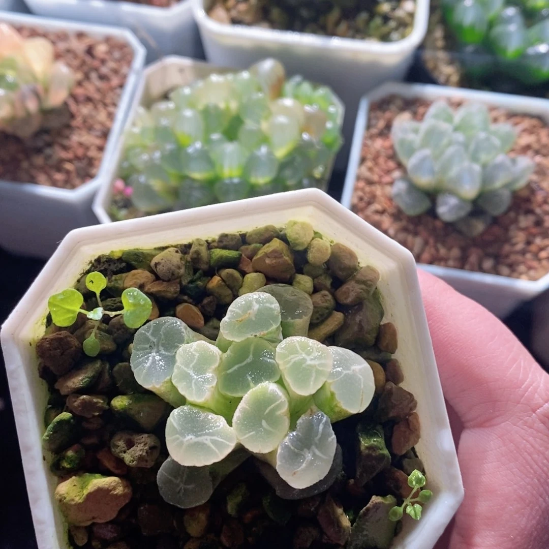 Z1糊斑万象锦多肉植物