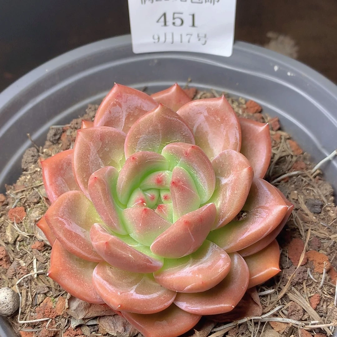 【闪购商品】云451号玫瑰香槟