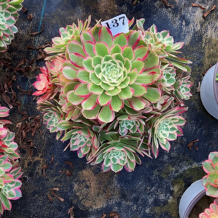 星***心法师海棠137000000