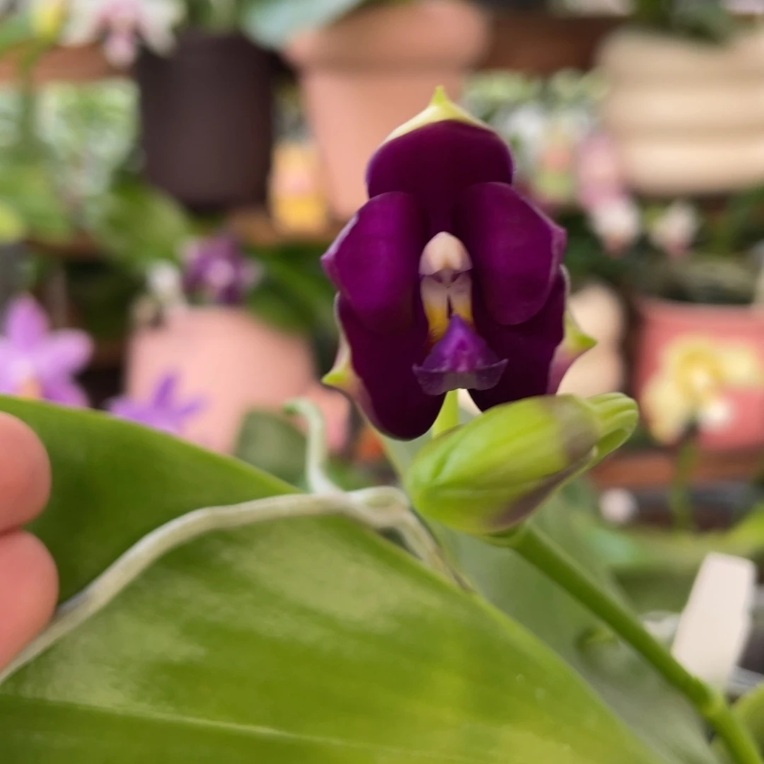 全部花苞珍交蓝豹