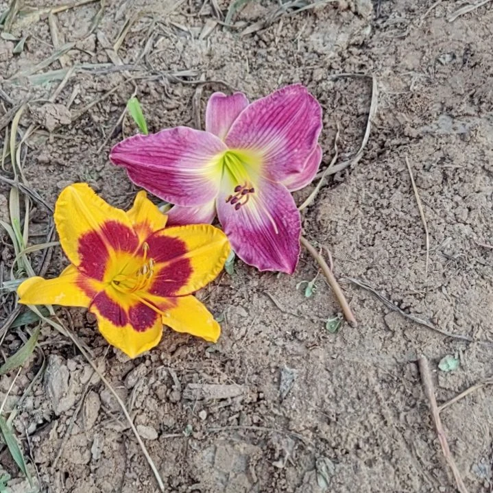 完全开放紫星金星