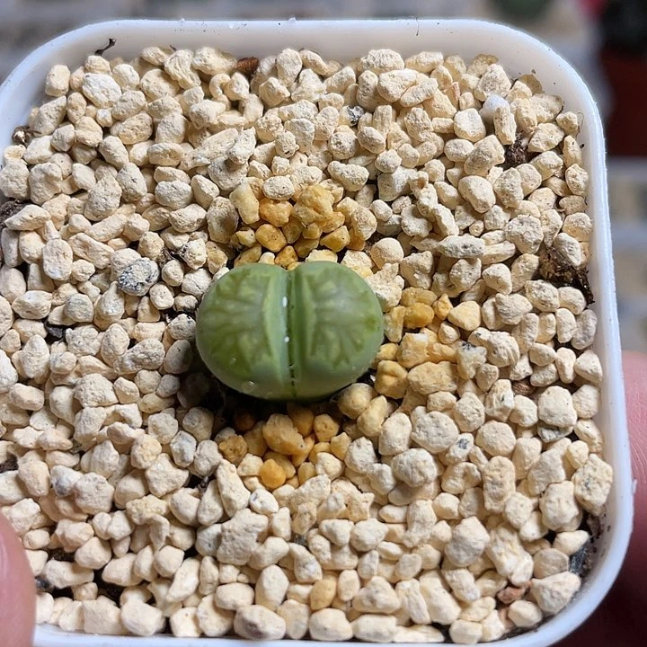 佳人园艺多肉生石花绿菊625