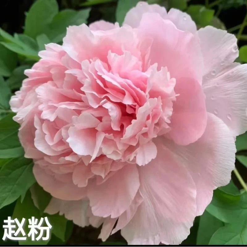 【赵粉】 四大名品之一 粉色系洛阳观赏重瓣牡丹花苗 裸根发货