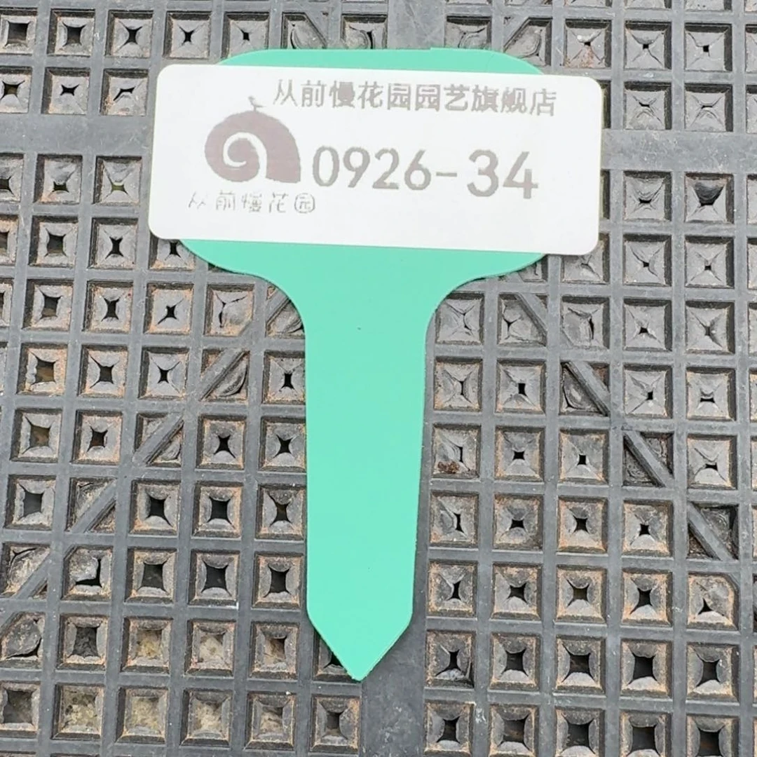 从前慢多肉精选编号0926.34