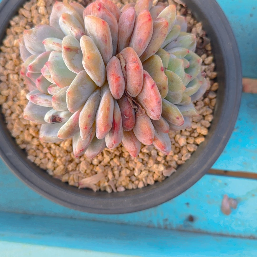 110号多肉1111111111