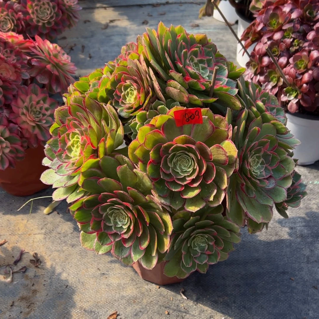 黄***1809炖肉植物发货粉花妖