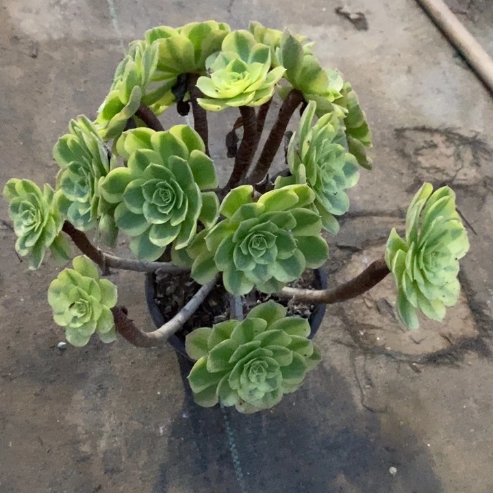 奶白100多肉植物法师