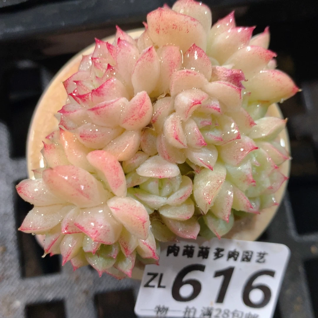 5CM拇指盆精控多肉ZL616