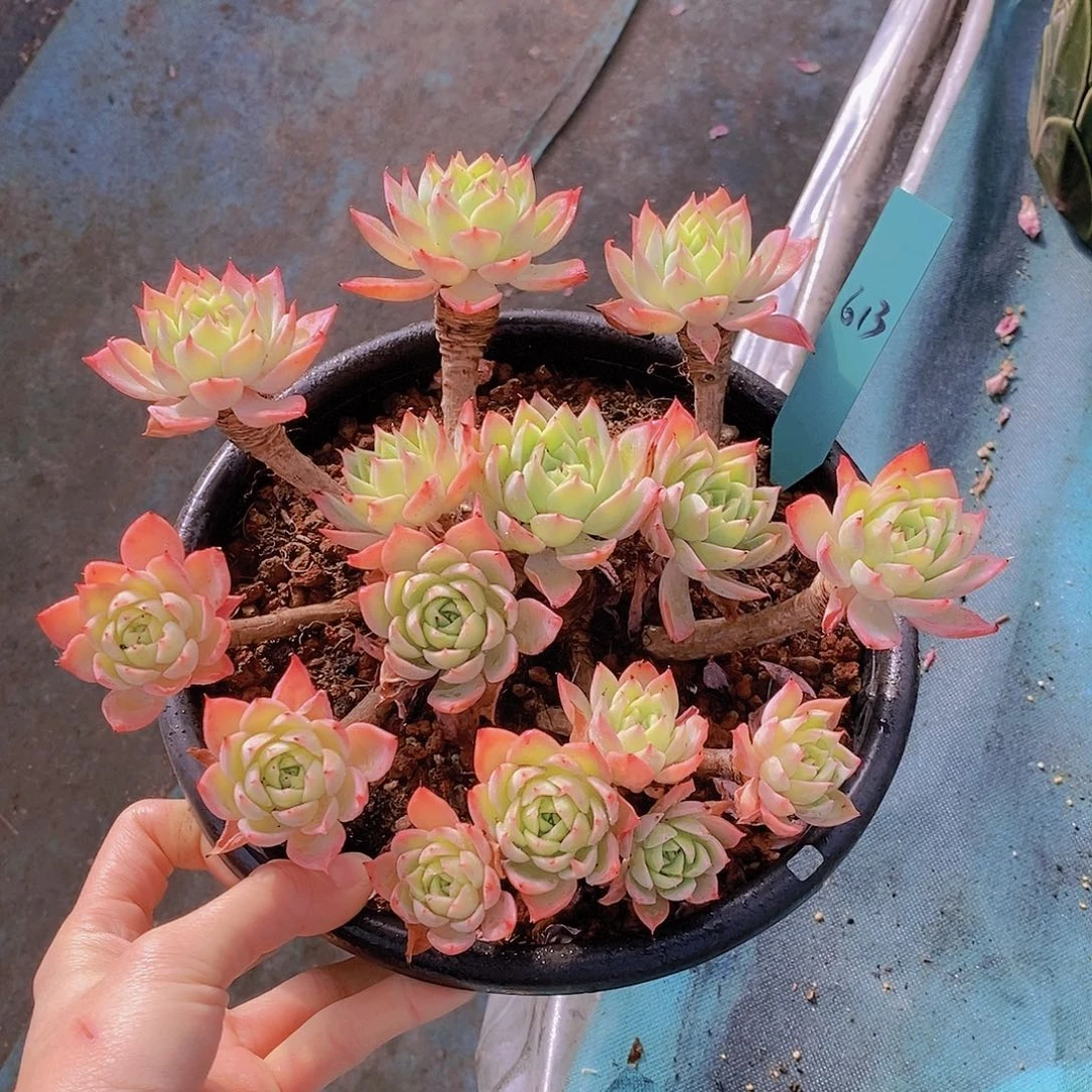 413多肉植物老桩