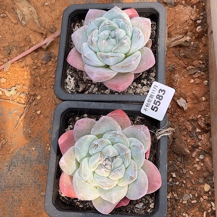 阿雅园艺。      5583