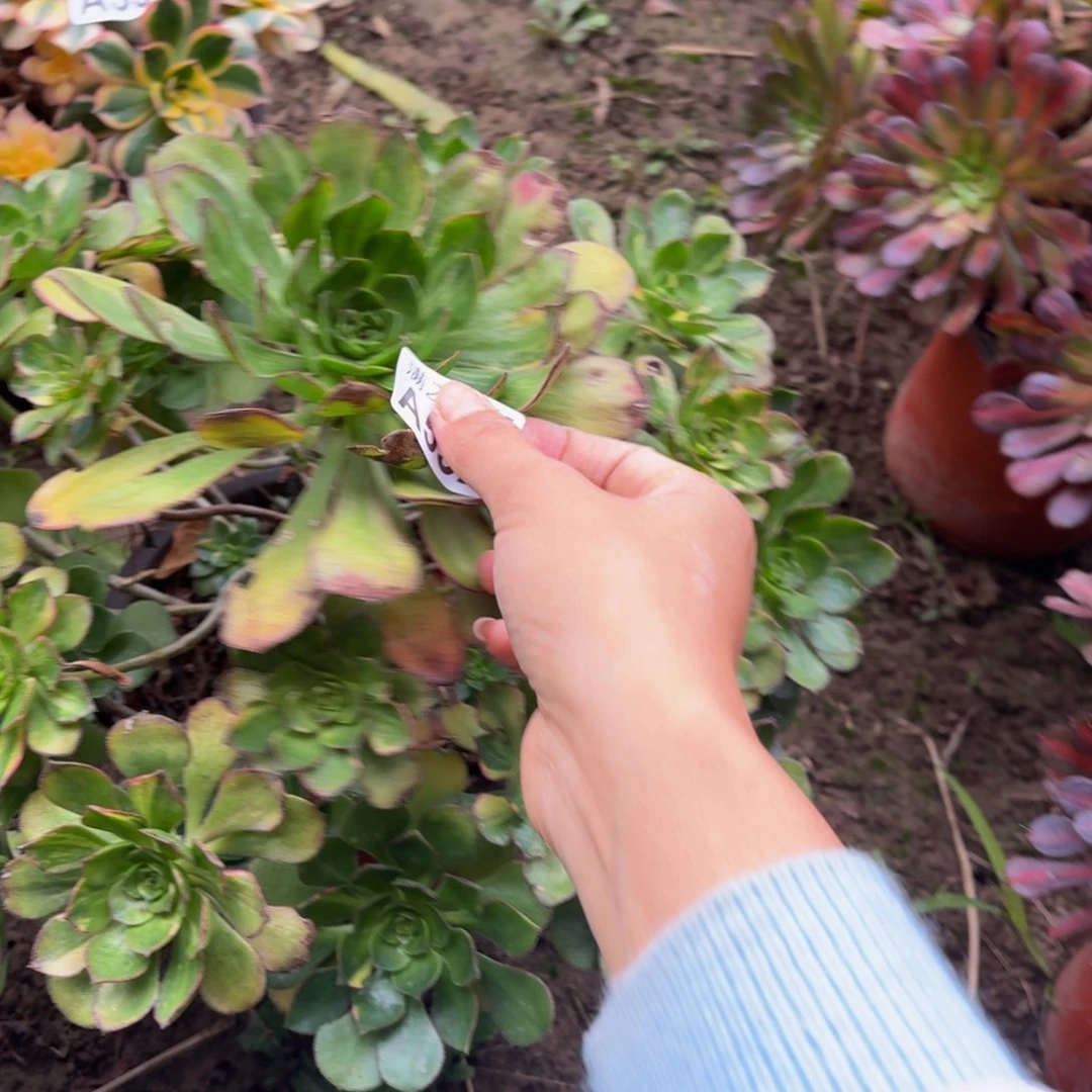 532多肉植物捧花的时候