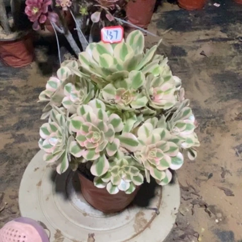 粉女巫捧花一物一拍