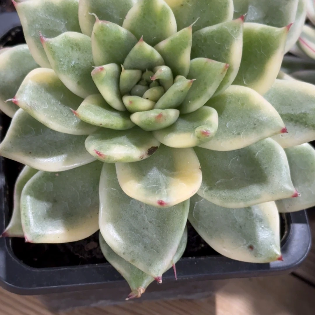 高魂真 安吉园艺锦