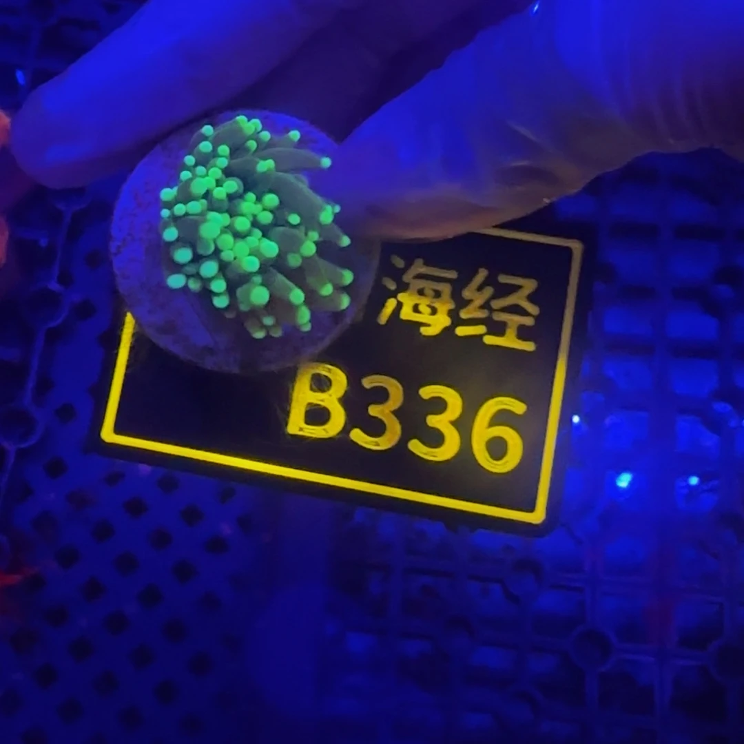 纽扣珊瑚老*鳖晓晓绿火柴B336