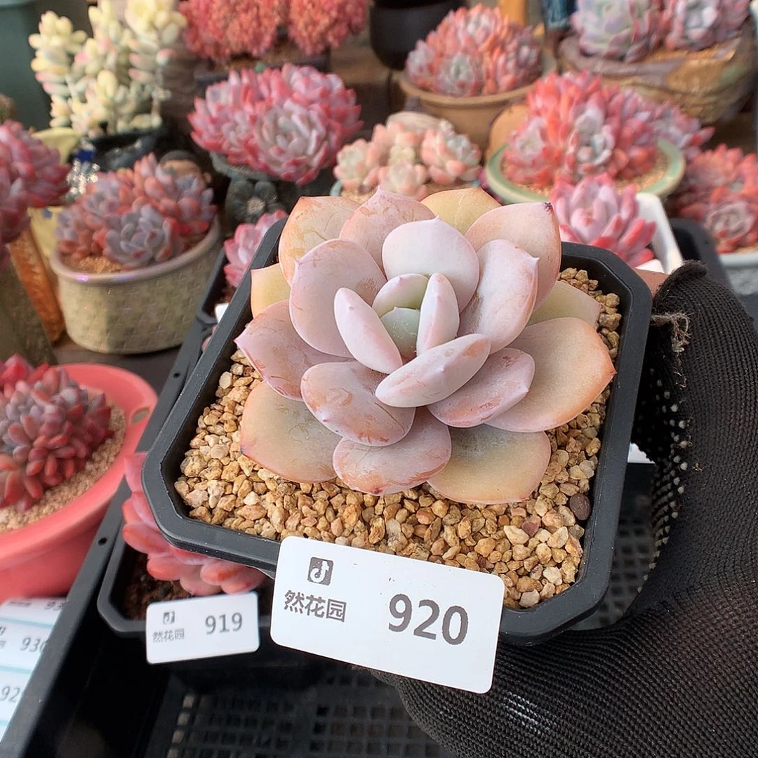 920奶茶多肉植物66666