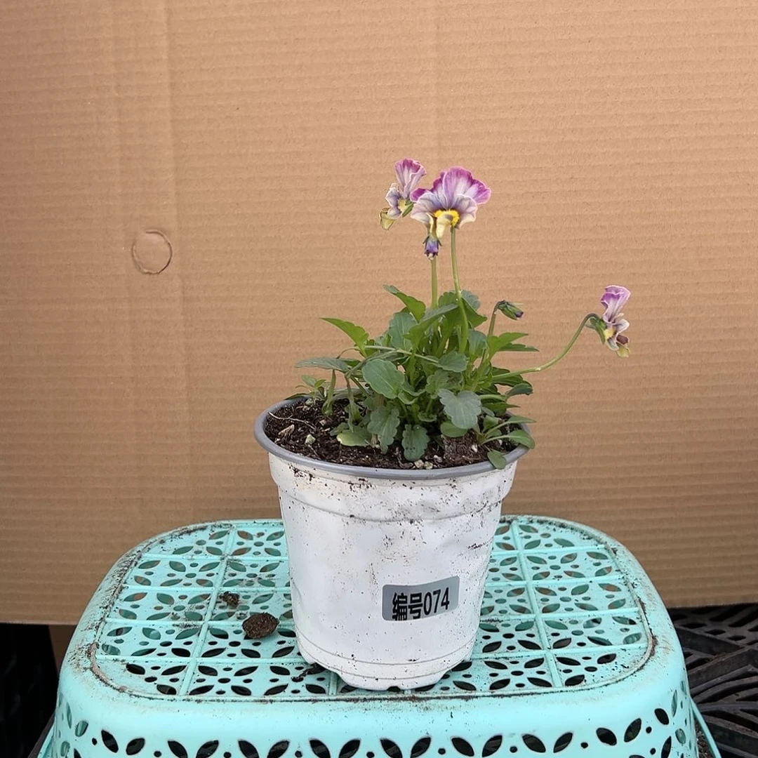 【闪购商品】完全开放074号