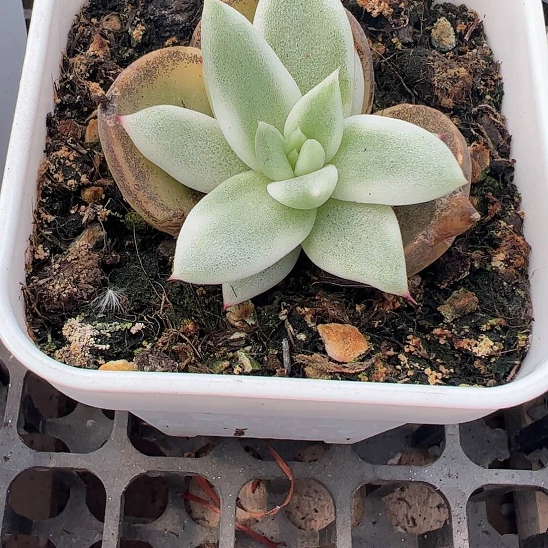 郭*肉多肉植物多肉植物
