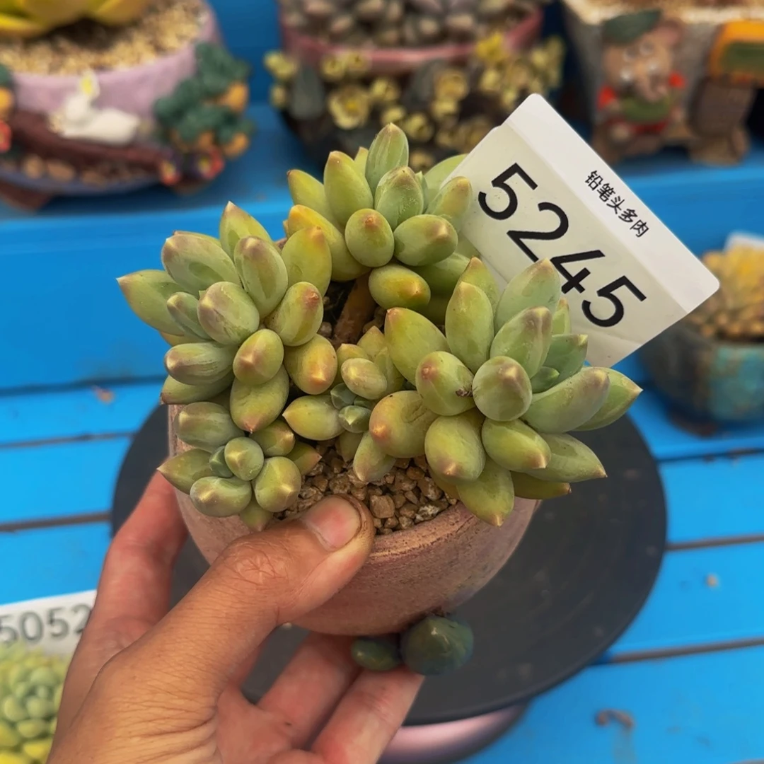 松果美人5245号11111