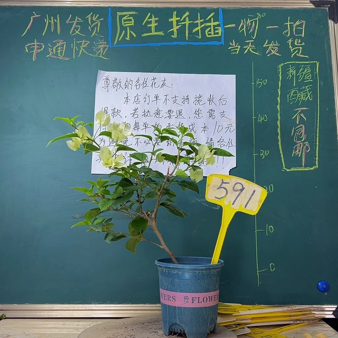 当前无花栽培后可以开花炸 绿樱591