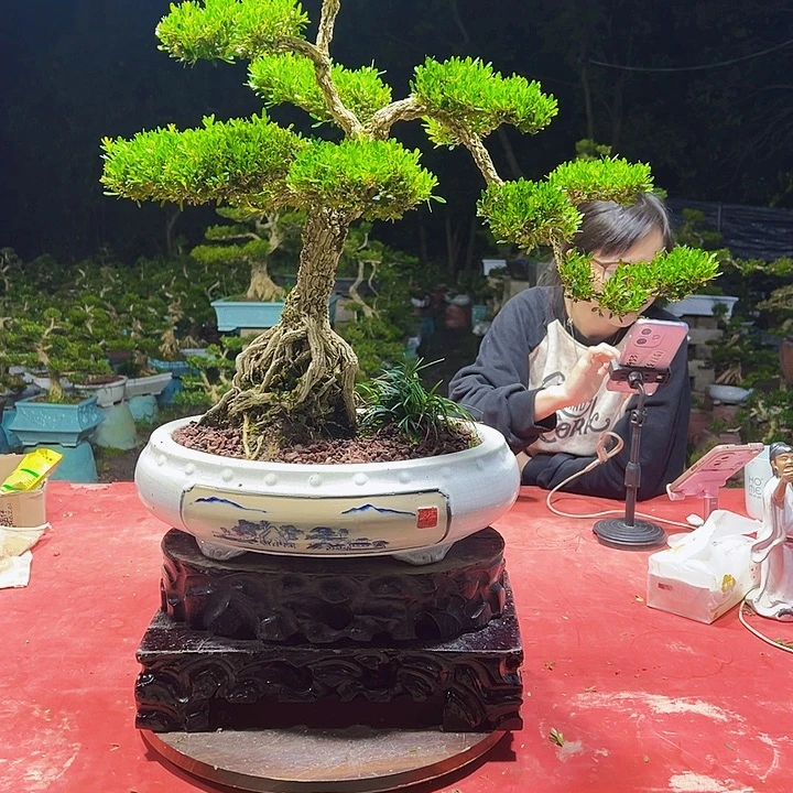 庆***年无花朵广东黄杨盆景