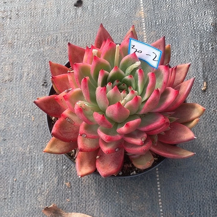 笑****糖                 30-2