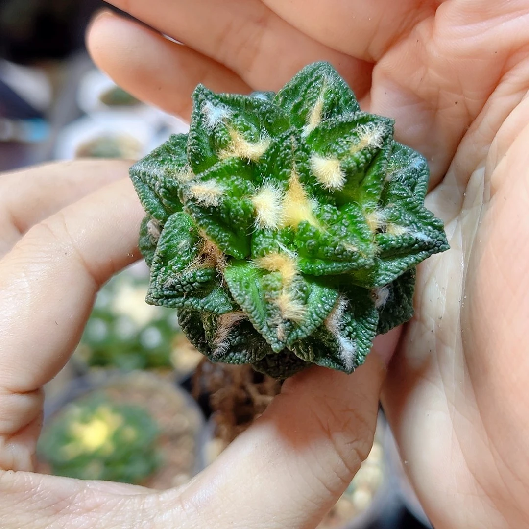 自根辛盾牡丹4.5公分1颗